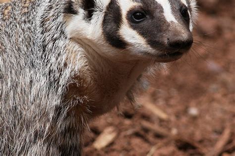 Badger | California Living Museum