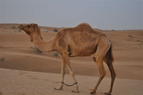 Fotos gratis : paisaje, arena, Desierto, duna, aventuras, tierra, camello, viaje, Dubai, turismo ...