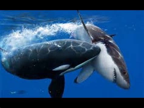 Orcas Attack Great White Shark - Neptune Islands, South Australia. - YouTube