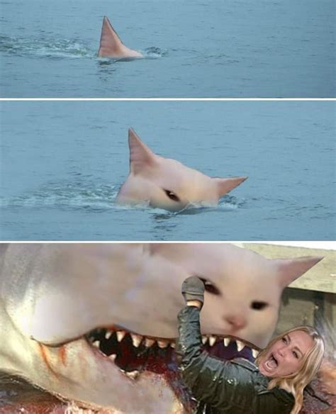 shark cat | Woman Yelling at a Cat | Know Your Meme