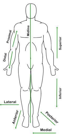 human figure diagram in anatomic position with labeled reference arrows showing anatomical ...