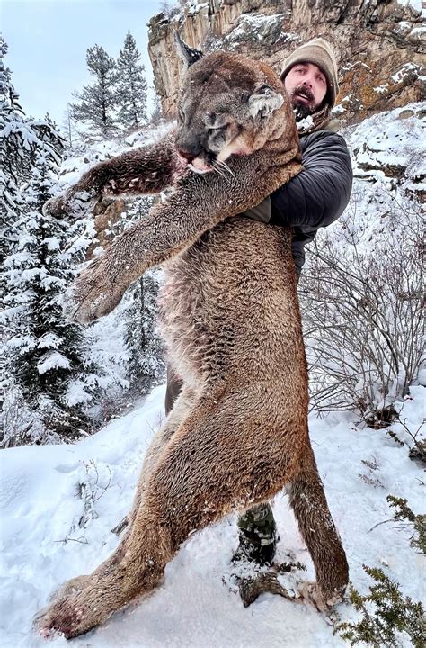 Derek Wolfe, ex-Broncos player, kills huge mountain lion in Colorado | FOX31 Denver