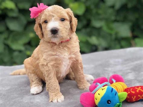 43 Top Pictures F2B Mini Goldendoodle Puppies For Sale Near Me / Teacup ...