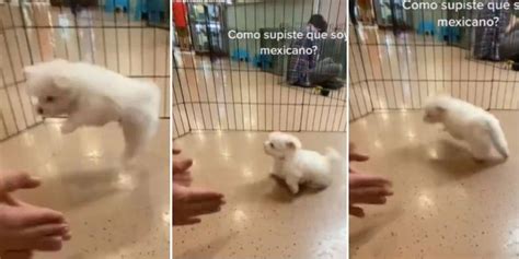 Perrito pasa al centro y baila "El Za Za Za, Mesa que más aplauda" (VIDEO)