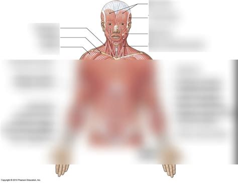 Frontal Top Diagram | Quizlet