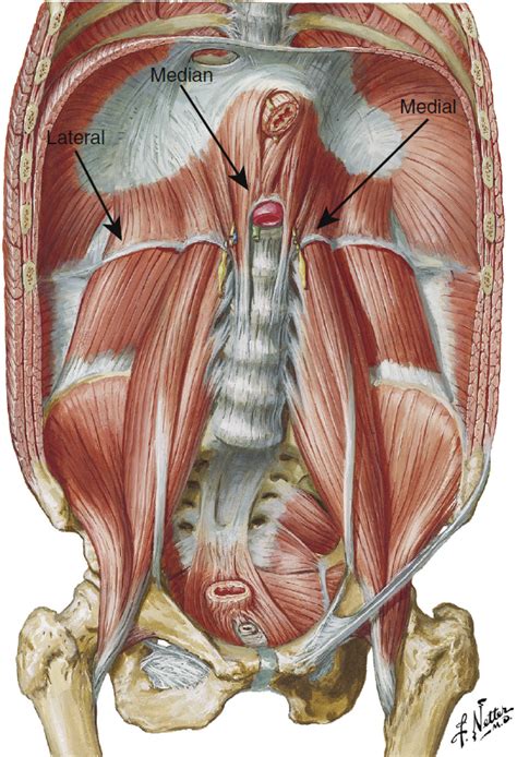 Arcuate Ligament