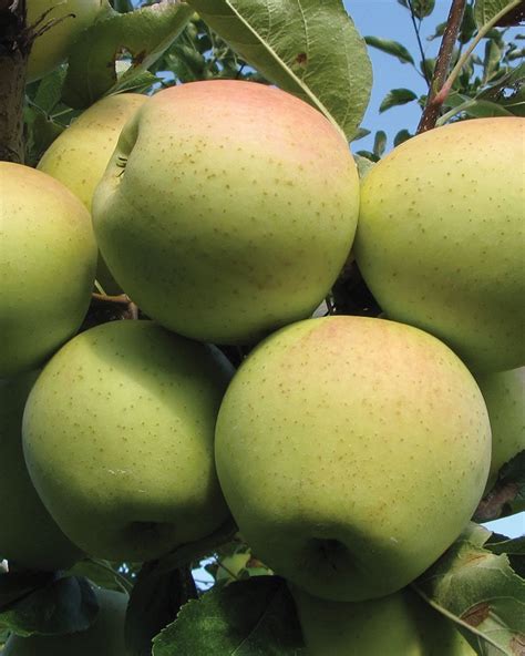 Golden Delicious Apple | Johnson's Nursery | KB