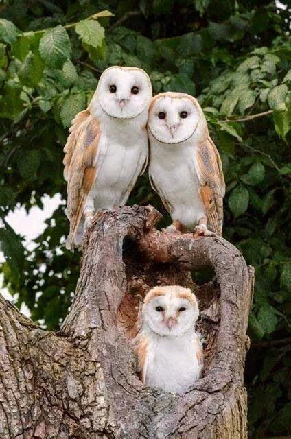 Twitter / kimczwicker: Barn owl family... via Paws ... | Owl pictures ...