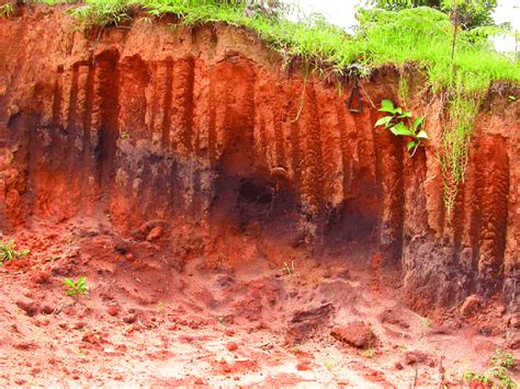 Young colluvial soil over a dark charcoal horizon, municipality of Nova... | Download Scientific ...