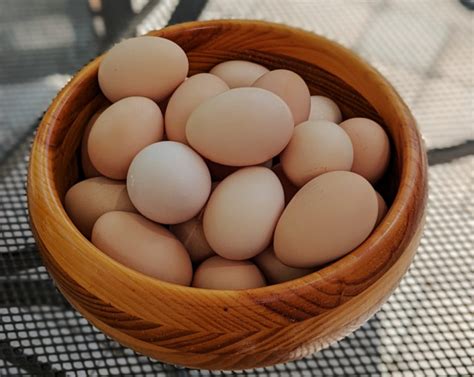 3 Best Ways to Preserve Fresh Eggs | Healthy Home Economist