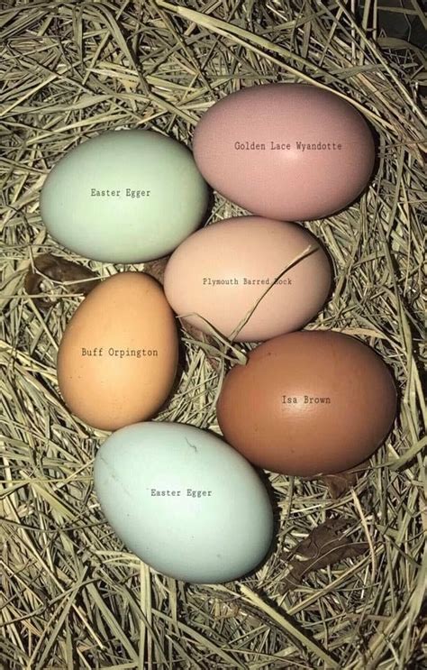 Some Chicken Egg Colors | Urban chicken farming, Chickens, Urban chickens