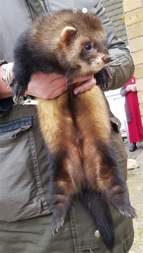 Giant ferret baby : r/absoluteunit