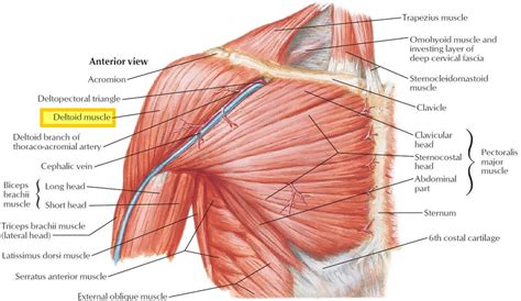 Deltoid muscle anatomy, fibers, function and action of the deltoid muscle