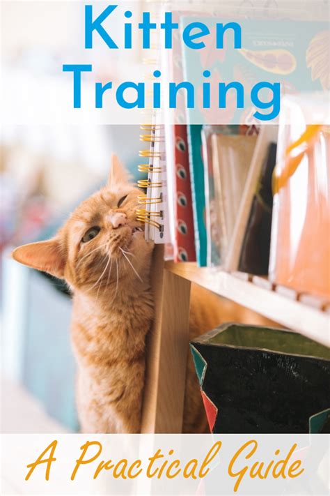 Learning to Cat: A Practical Guide to Kitten Training - Cats Will Play