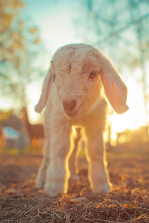 Cuddle With Baby Goats on This Virginia Farm - Baby Goats Stories