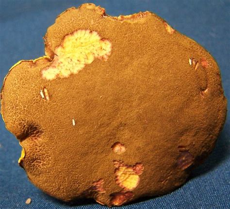 Free Texture:Mushroom Cap | Mushroom Macro with critter nibb… | Flickr