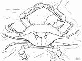 Crab Coloring Pages  ColoringBay sketch template