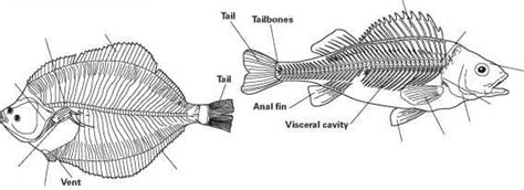 Fish and Shellfish - Cooking Techniques - Johnny's Kitchen