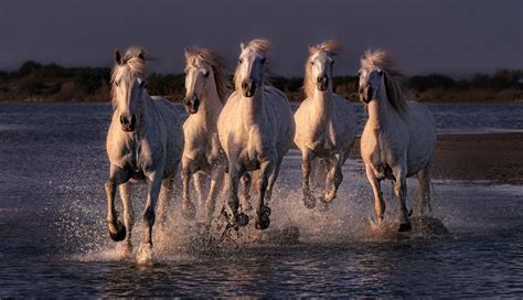 Wild Horses Running Through The Sea Awarded Photo Of The Week Accolade | ePHOTOzine