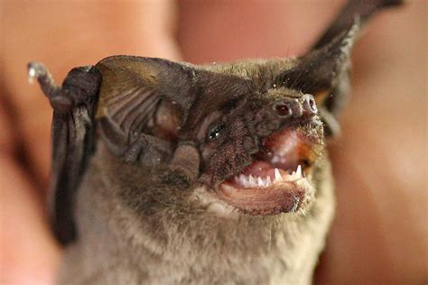 Mexican Free-tailed Bat: Profile and Information