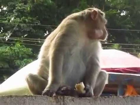 Indian monkey eating banana - YouTube