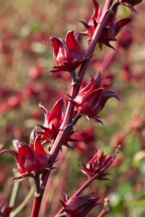 Rosella flowers: How to grow wild hibiscus | Country garden design, Hibiscus plant, Roselle plant