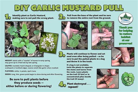 Pulling garlic mustard will help control the invasive weed at Land ...