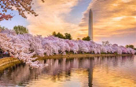 When Cherry Blossoms Washington Dc – drawspaces.com