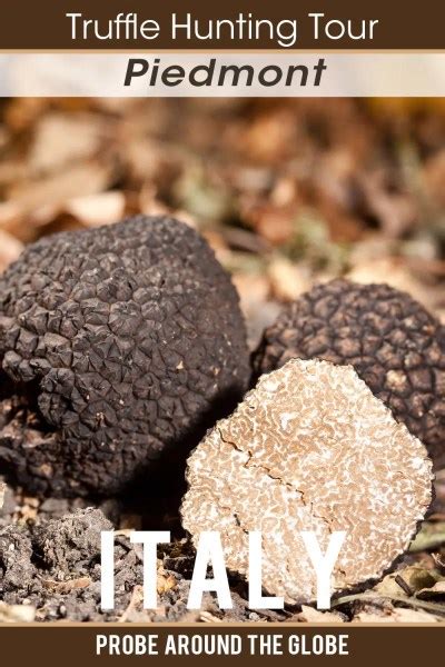 Piedmont White Truffle Hunting Tour from Alba Italy