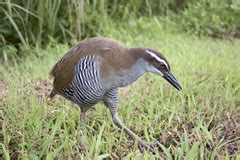 Endangered Guam Rail Guam DoA | The Guam Rail is a flightles… | Flickr