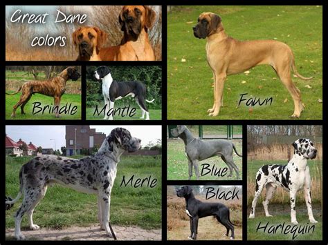 Pin by marleen duren on Dog breed collages | Great dane, Great dane ...