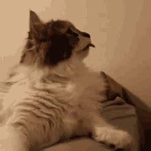 Cat Blep Cat Tongue GIF - Cat Blep Cat Tongue Blep - Discover & Share GIFs