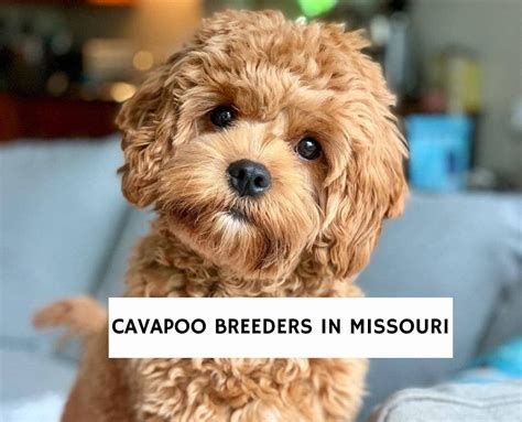 4 Best Cavapoo Breeders in Missouri!