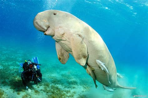 Save the Dugongs at Anantara Si Kao