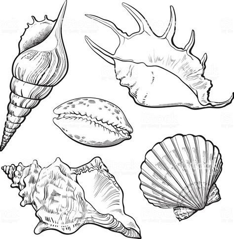 Set of various beautiful mollusk sea shells, sketch style... | Sea drawing, Shell tattoos, Shell ...