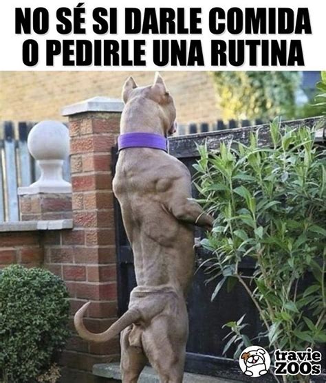 Rayos está más musculoso que yo #perro #pitbull #dogs #animales #rutina #fit | Chistes graciosos ...