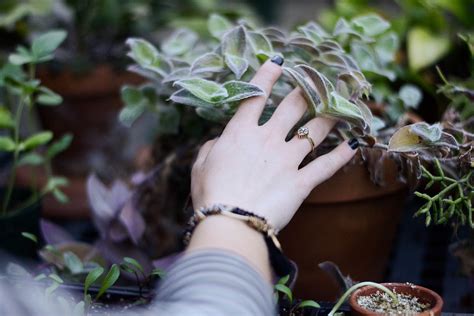 Free Images : hand, tree, branch, blur, plant, leaf, ring, spring ...