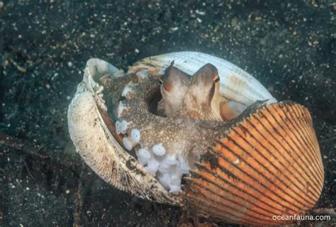 Coconut Octopus: Habitat, Description & Facts - Ocean Fauna