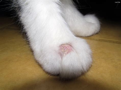 Ringworm in Cats