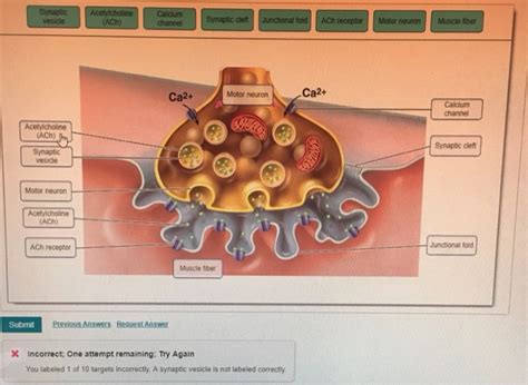 The Role Of Acetylcholine In Muscle Contraction And Relaxation – Carrie Visintainer