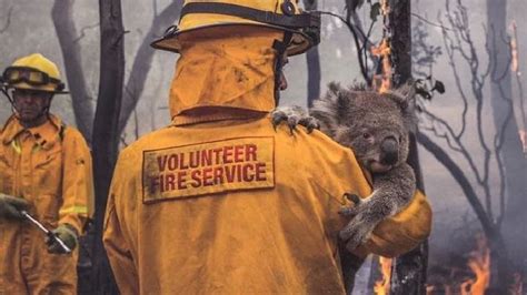 Photos of Australian Animals Saved from the Fire