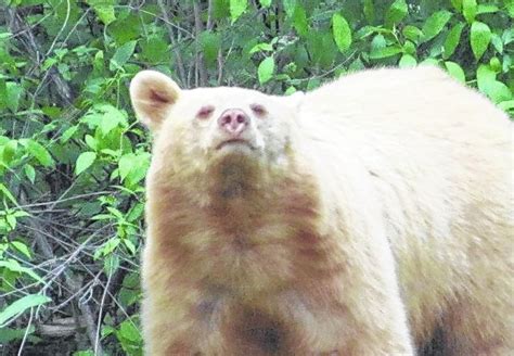 Bloomsburg hunter harvests rare Albino bear - Times Leader