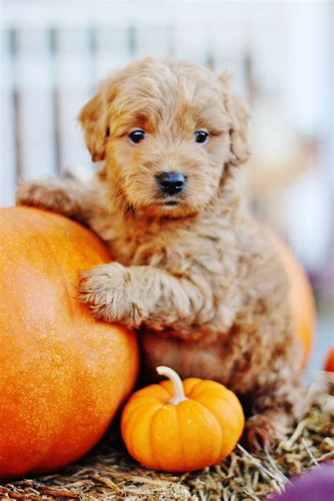 Red Mini Goldendoodle named Pumpkin! Just adorable. | Cute names for dogs, Cute puppy photos ...