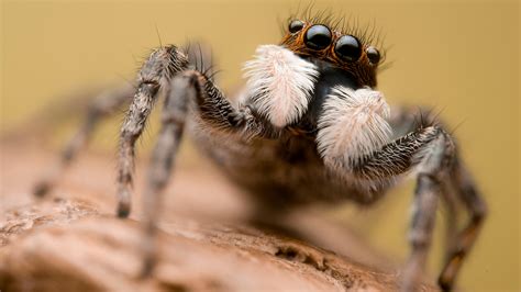 Spiders Are Caught in a Global Web of Misinformation - The New York Times