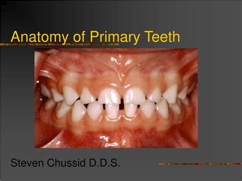 Primary Teeth Anatomy