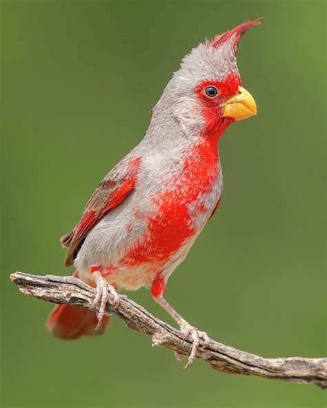 Male Pyrrhuloxia No 1 Photograph by Jerry Fornarotto - Pixels