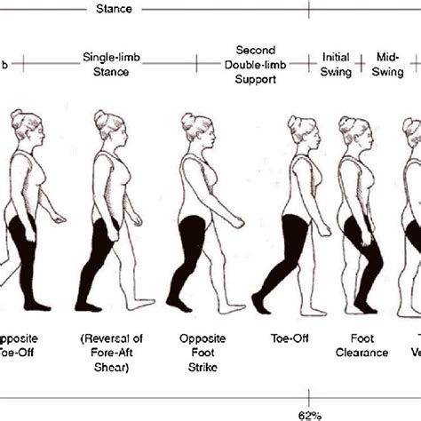 Human gait cycle showing stance and swing phase [58]. | Download Scientific Diagram