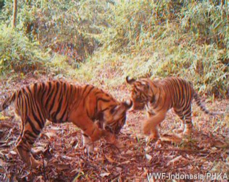 Camera captures tiger cubs in forest under imminent threat of clearing - WWF-Singapore