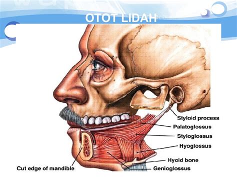 Anatomi otot kepala & wajah SEMESTER 2 kd 2 anatomy