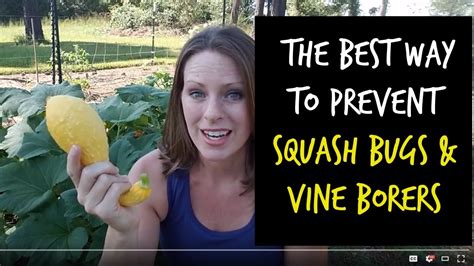 Best Way to Prevent Squash Vine Borers and Squash Bugs